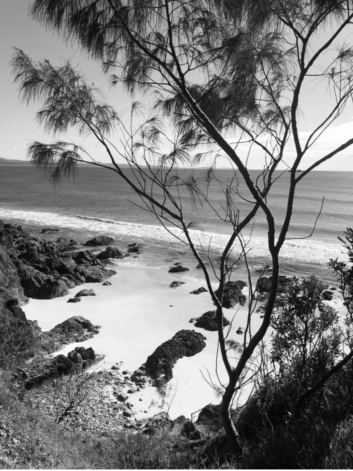 The wonders of Australia’s native plants